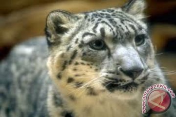 Macan tutul salju yang terancam punah terlihat di Qomolangma