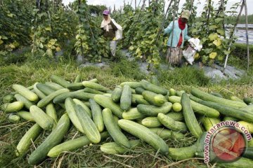 Gorontalo Utara akan pasok sayur-beras ke Jepang