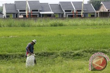 2.000 hektare sawah di Tangerang "hilang"