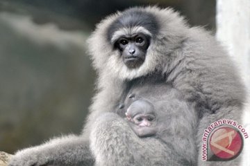 Empat owa jawa jadi penghuni baru Gunung Malabar