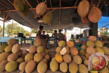 Durian "Padang" serbu Sumsel