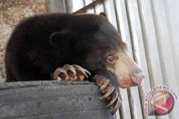 Satu  beruang madu terjebak jerat di Indragiri Hulu 