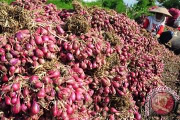 Pasokan bawang merah tinggal dua ton per hari