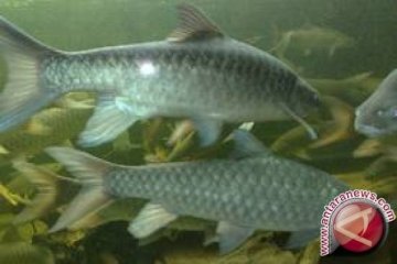 Ikan Semah Kerinci sudah bisa dipanen