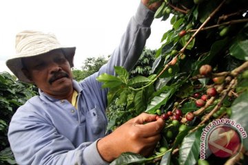 Petani kopi Gayo gencar promosi lewat "e-commerce" 