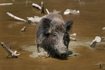 Warga Solok Selatan sekarat diseruduk babi hutan