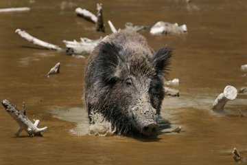 Babi hutan di Jerman masih tercemar radioaktif Chernobyl