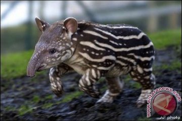 WWF rekam keberadaan tapir di Riau