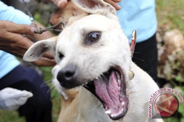 Balita di Bali digigit anjing rabies