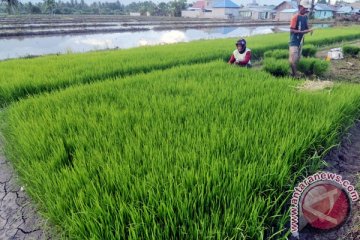 Sulawesi Tengah jadi daerah transmigrasi favorit