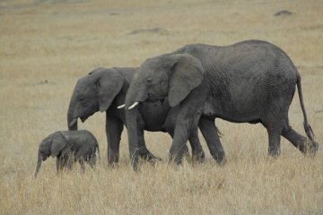 Migrasi menakjubkan gajah-gajah Timbuktu
