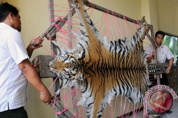 Polresta Pekanbaru sita 11 kulit harimau