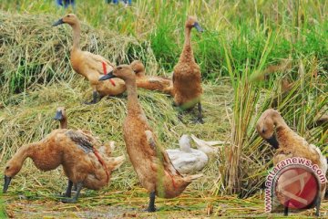 Kulon Progo distribusikan vaksin H5N1