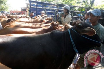 Sumbar salurkan 3.042 sapi ke petani