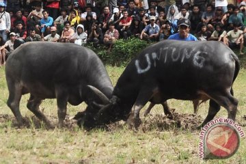 Ratusan ekor kerbau Lomba Makepung