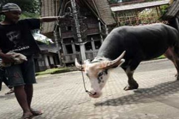 TEDONG BONGA