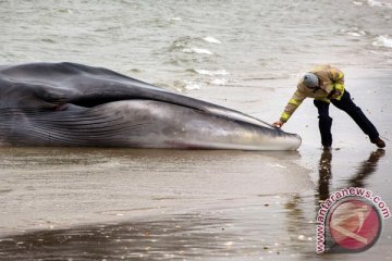 Dua paus biru yang terdampar di Lembata mati