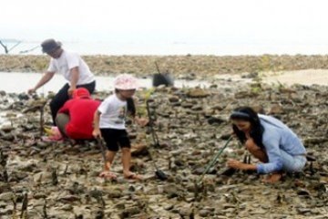 Menanam Bakau/Foto Joko Sulistyo