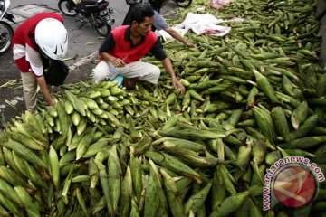 Pedagang jagung muda mulai bermunculan