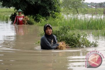 Banjir Lebak masih genangi pemukiman