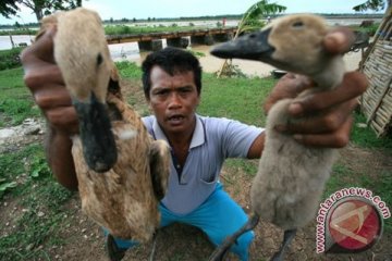 Kasus flu burung di DIY masih tinggi