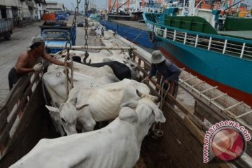 Berikan Bulog-Kementan tugas penyediaan sapi potong