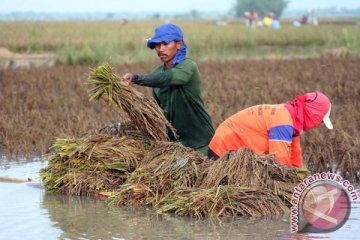 Puluhan hektare sawah terendam banjir, petani Tulungagung merugi