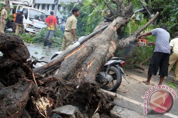 Puluhan pohon di Trans Kalimantan tumbang