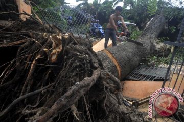 Pohon tumbang di Bogor rusak empat mobil