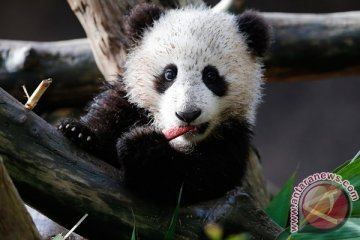 Panda melahirkan kembar tiga, satu bertahan hidup