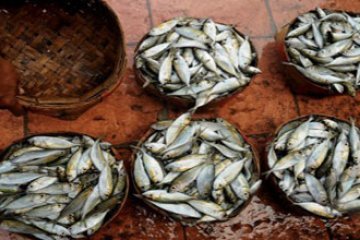 IKAN TANGKAPAN NELAYAN