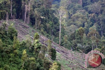 Perambah rusak kawasan hutan Bengkulu
