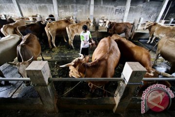 Indonesia baru 85 persen penuhi pasokan daging sapi