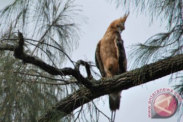 Burung Garuda berhasil dilepasliarkan di Merapi