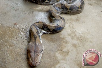 Seekor ular peliharaan di Australia menelan penjepit BBQ