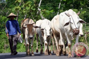 DPR: pemerintah harus waspadai mafia daging sapi