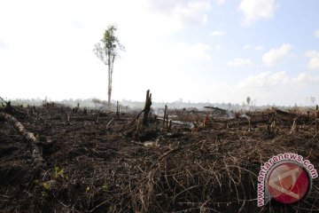 Ilmuwan Jepang kagumi gambut Riau 