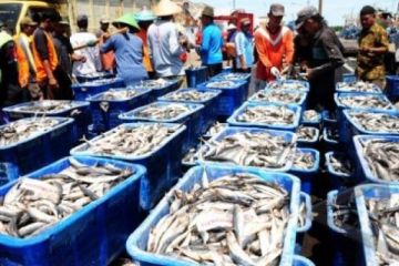 HARGA IKAN NAIK
