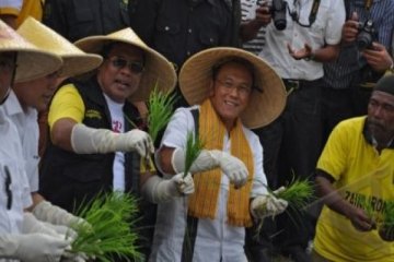 TANAM PADI