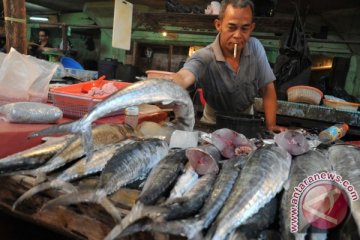 Harga ikan tenggiri naik 
