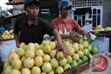 "Revolusi Oranye" IPB dukung konsumsi buah lokal