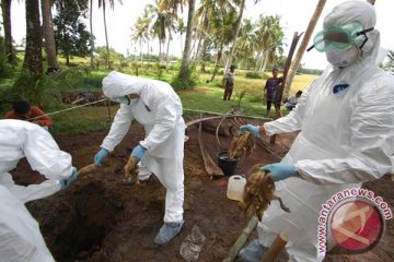 Virus H5N1 menggejala di Pekanbaru