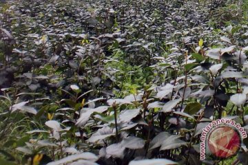 BNN kembali temukan satu hektare ladang khat