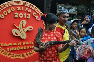 Taman Safari suguhkan "Zorro" sambut tahun baru