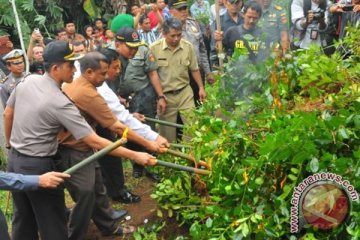 Polres Cianjur temukan ladang tanaman khat