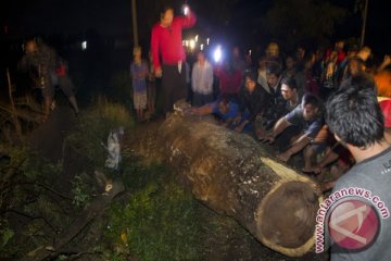 Hujan angin robohkan puluhan pohon di Solo