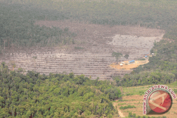 Moratorium belum berhasil tekan laju deforestasi Indonesia