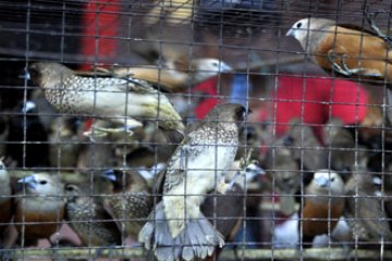 BURUNG EMPRIT