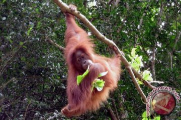 OIC apresiasi BKSDA sita Orangutan Sumatra