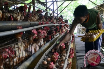 NTT perketat pemasukan telur unggas